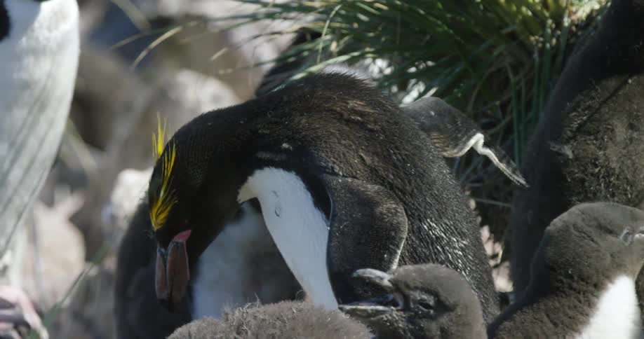 A penguin walks amongst other penguins