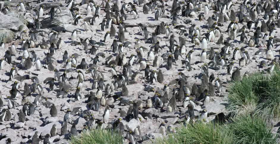 Hundreds of penguins in their natural environment