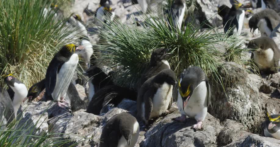 A flock of penguins on rocks