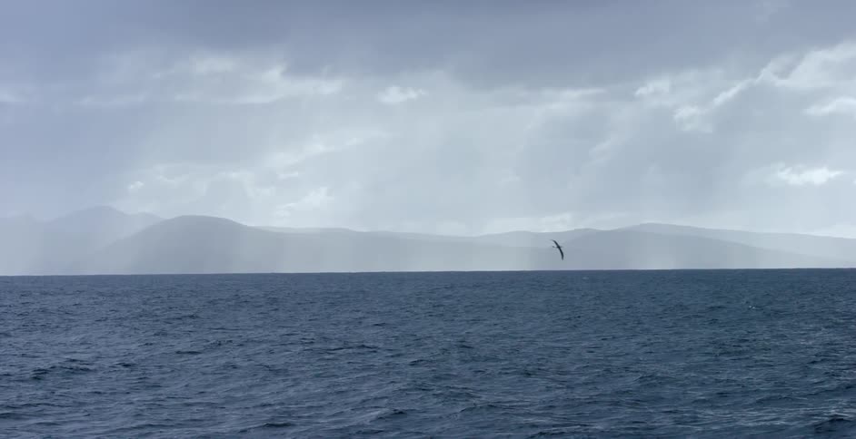 Birds flying over an ocean on a cloudy day