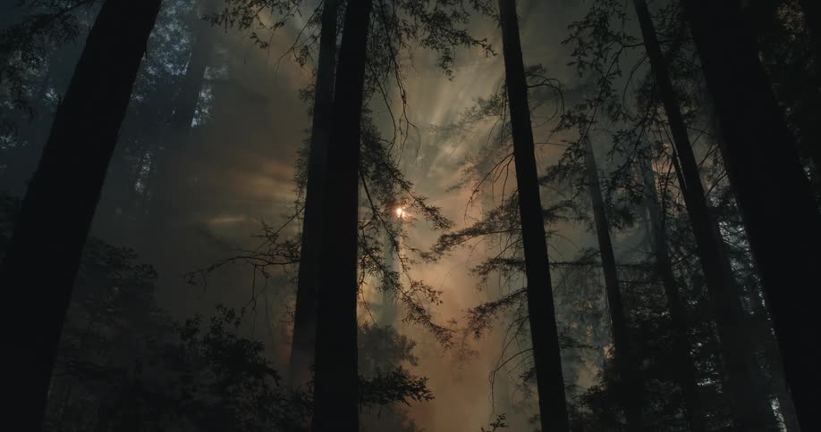 Mist smoke and sun rays filter through the forest