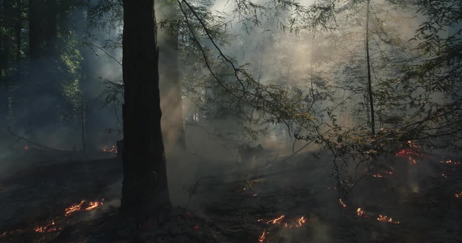 A forest fire burning the forest ground around trees and billowing smoke into the air
