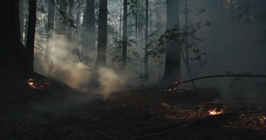 Small isolated fires burning in the forest interior with light smoke and light coming in from behind