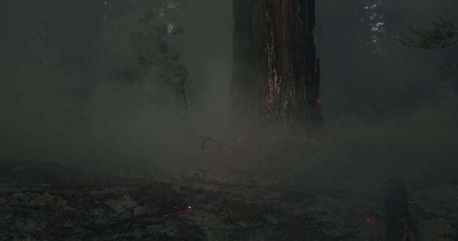 A tree in the woods glows as it burns and smoke fills the air