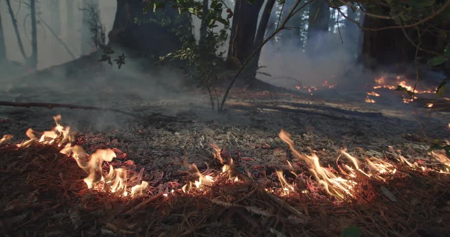 A fire burning in the woods along a trail around some trees smallish with some brown smoke blowing