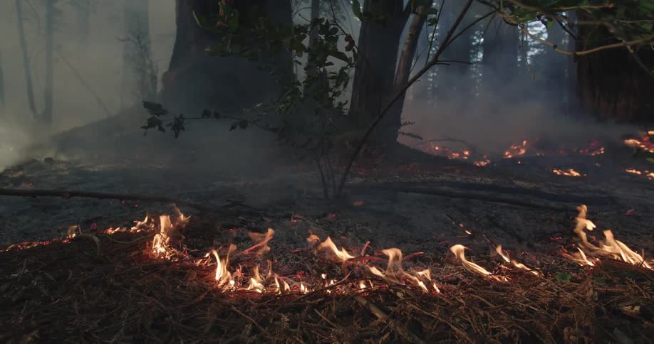 Dense thick smoke rises from the wildfires on the forest ground at morning