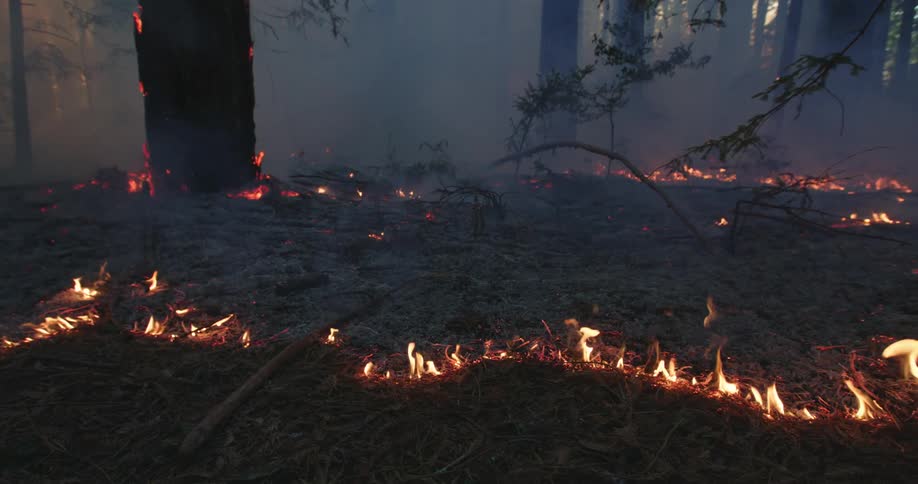 Smoke rises in the forest as trees burn and the wildfire spreads across the ground