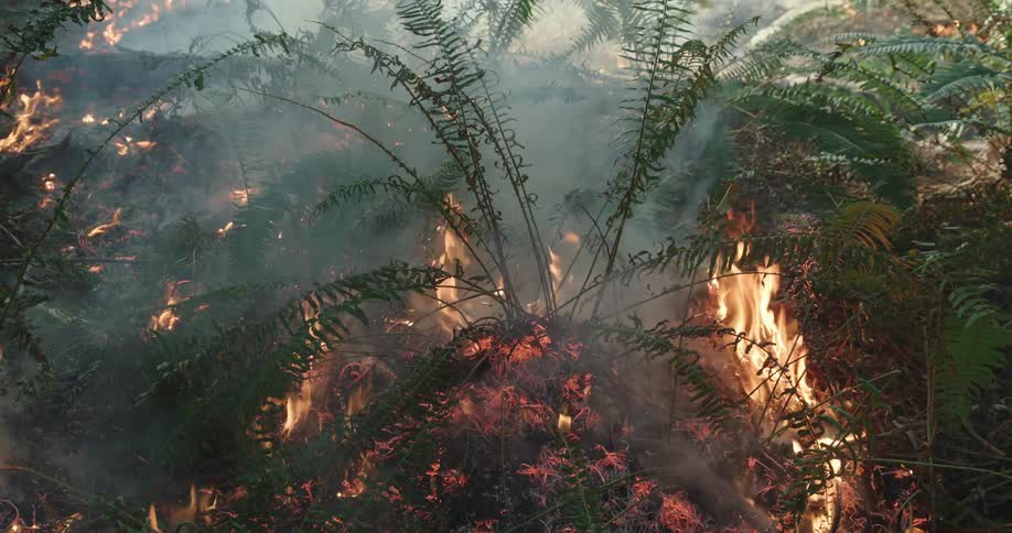 Smoke and flames envelop vegetation on fire