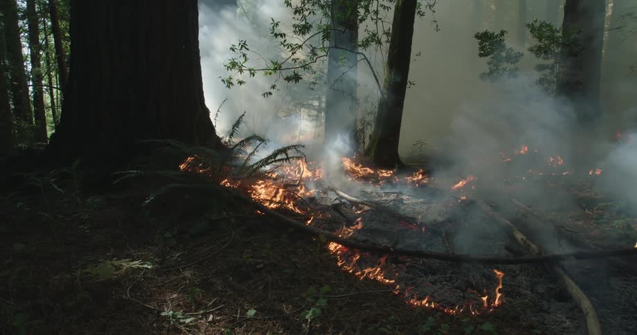 Fire on the forest floor as smoke billows out from it