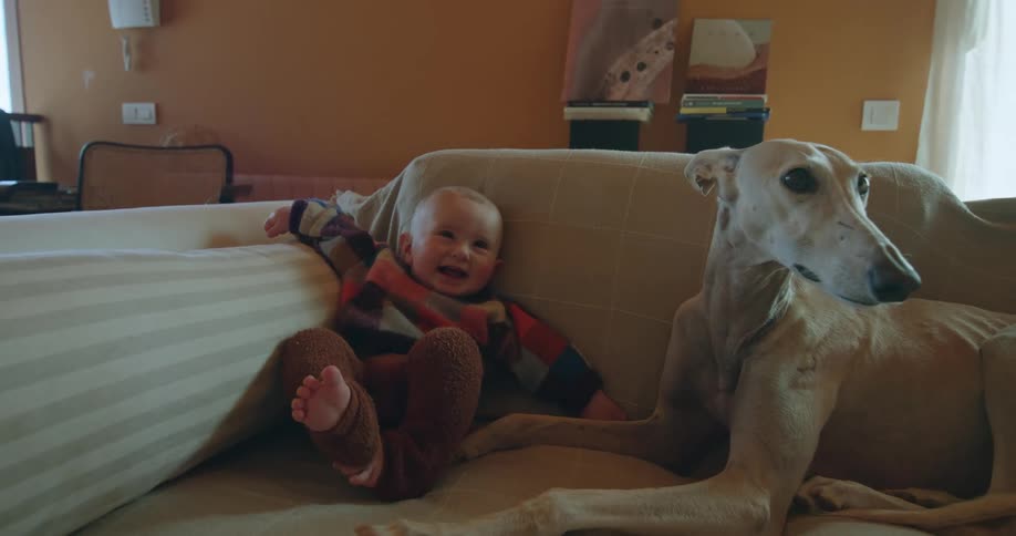 Baby and greyhound dog sitting together on couch and home during the day baby is laughing