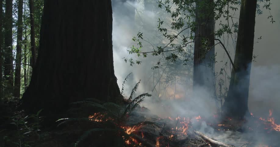Sunlight illuminates the rising smoke of a forest fire in the redwoods as flames spread across the ground