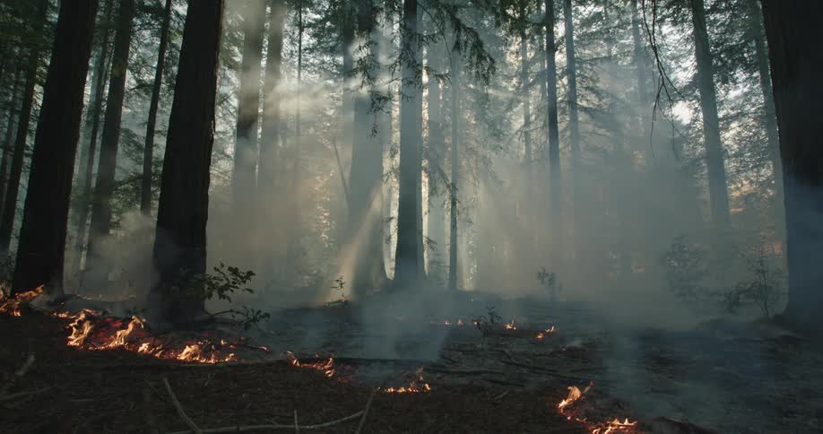 Dense thick smoke rises from the wildfires on the forest ground at morning