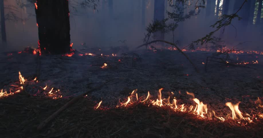 A forest fire on the ground burning trees