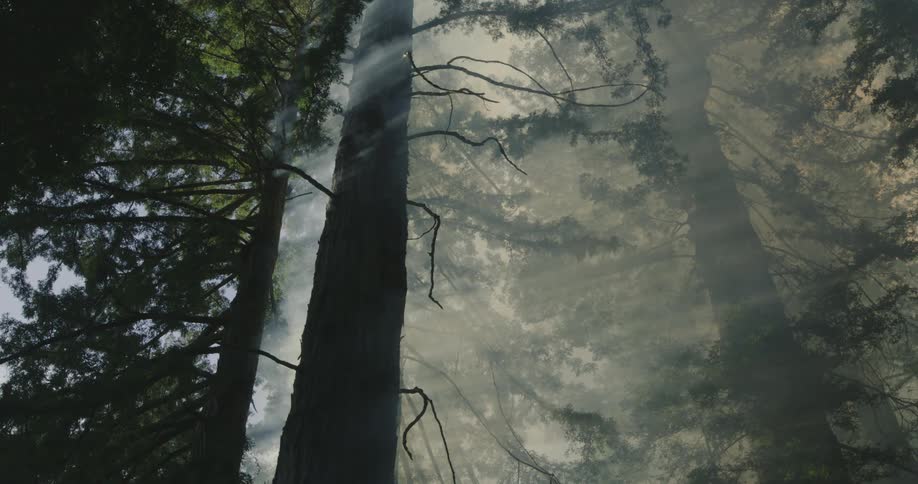 Dense thick smoke rises from the wildfires on the forest ground at morning