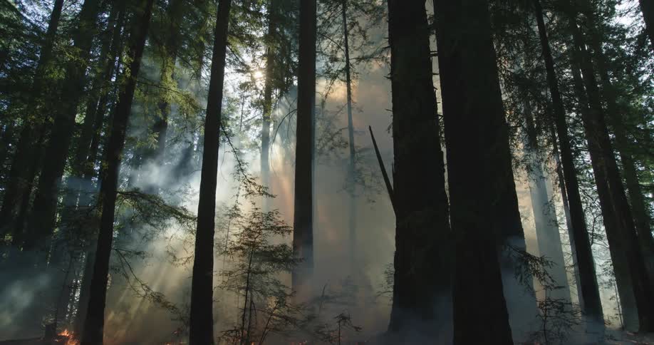 Sunlight illuminates the rising smoke of a forest fire as flames spread across the ground