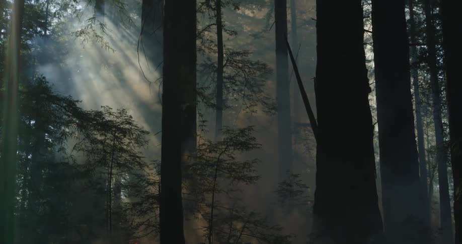 Rays of sunlight illuminate the rising smoke of a forest fire as flames spread across the ground