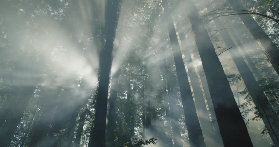 Sun rays and mist filter through the forest trees