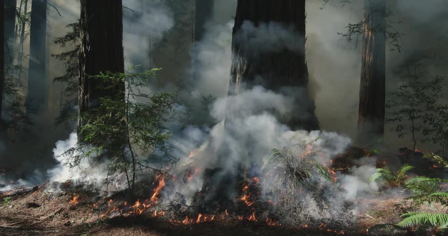 A forest fire burns some brush and trees while smoke envelops the forest