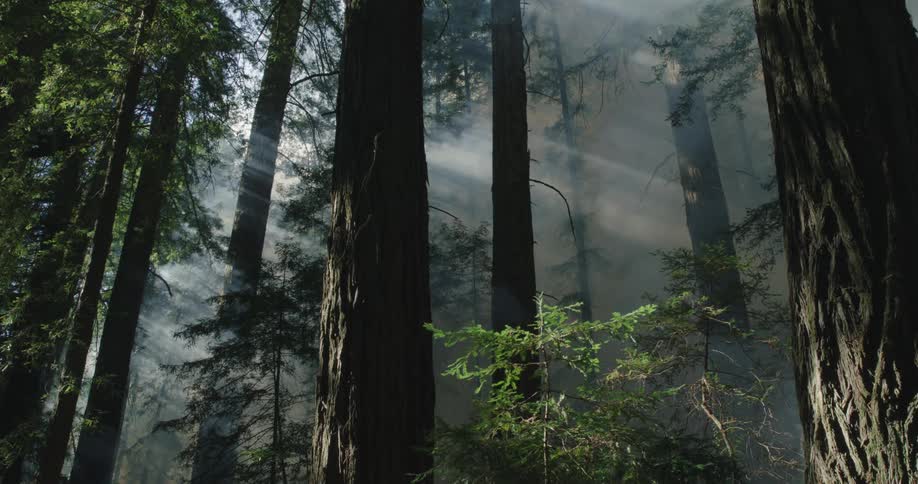 Mist filters through the forest