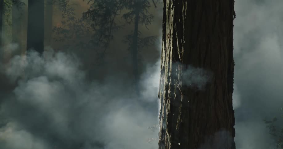 Smoke rises through the redwood trees as the wildfire burns through the forest and smoke in the distance is illumianted by the glowing flames