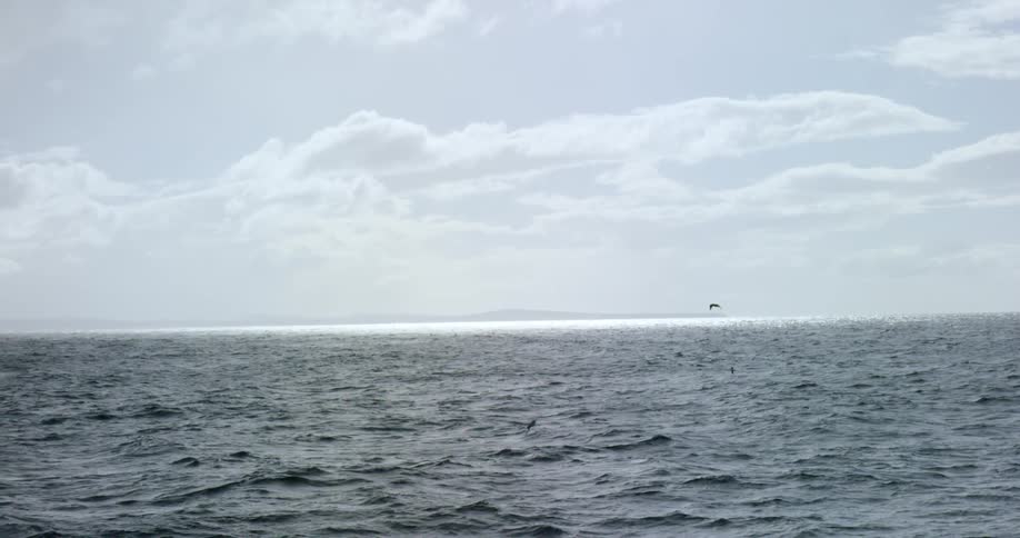 Birds flying low over a large body of water on a cloudy day