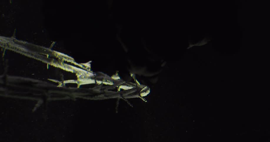 A crown of thorns floats underwater