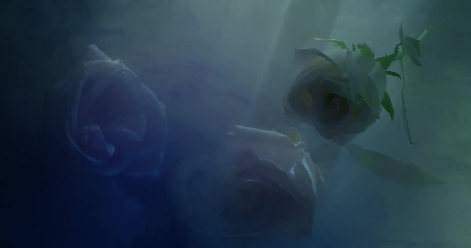 White roses against a black background with beams of shadow and light smoke moving across it