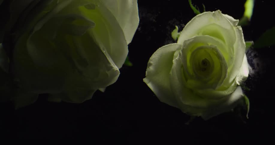 Flowers are floating underwater