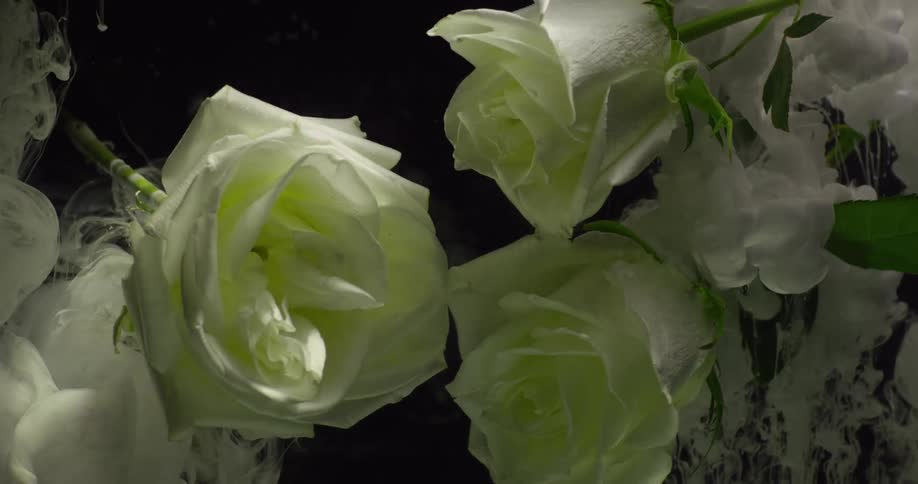 Roses float underwater together