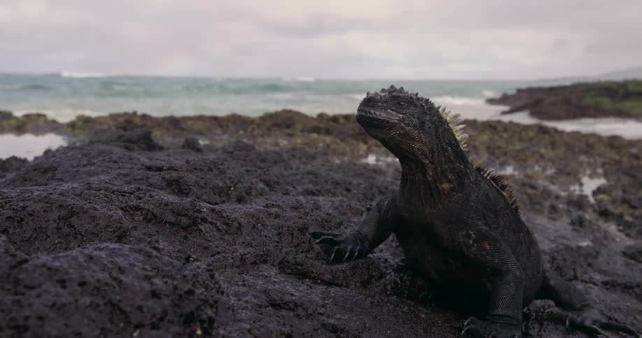 An iguana sits on rocks along the coast