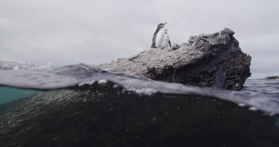 Penguins are standing on a rock in the middle of the ocean
