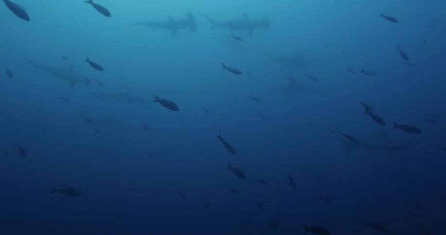Various fish and hammerhead sharks swimming around in deep blue sea