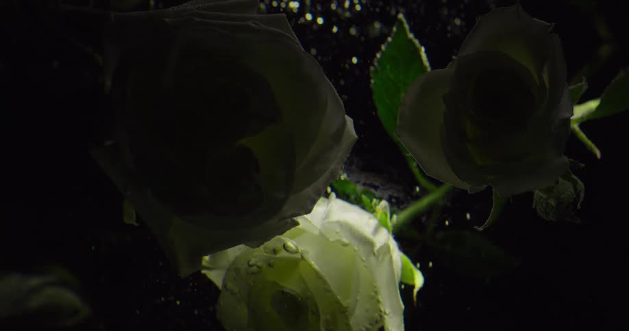 Flowers are floating underwater