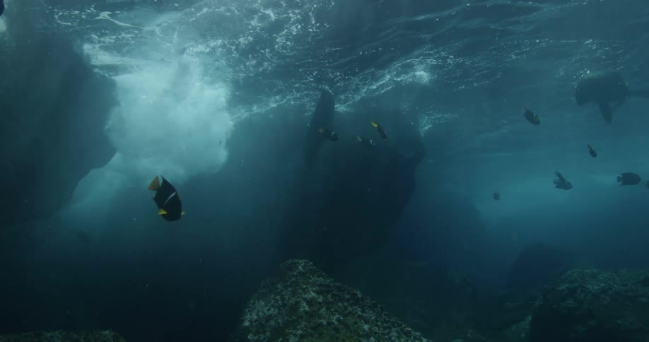 Fish swim in the ocean as a big wave passes over