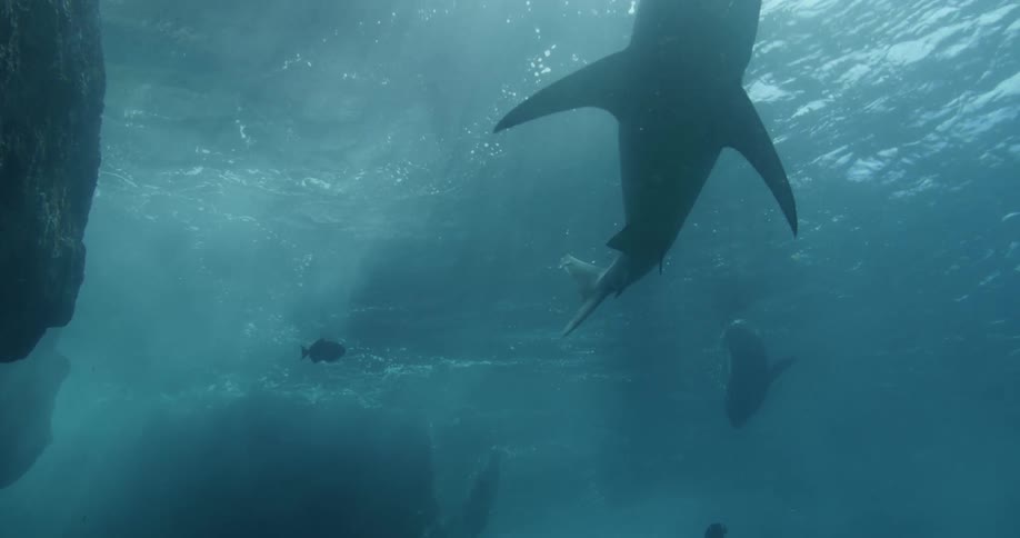 Sea lion dives and floats near underwater rocks and seafloor as shark swims by