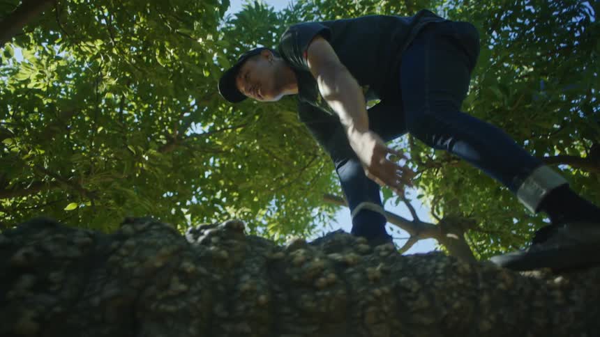 A man is climbing a tree in a wooded area