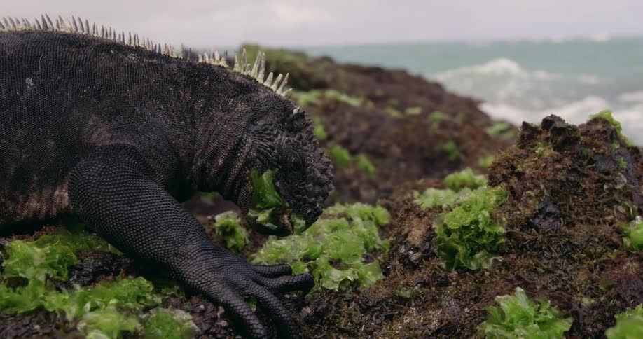 An lguana feeds on sea weed on a lava rock overlooking the ocean