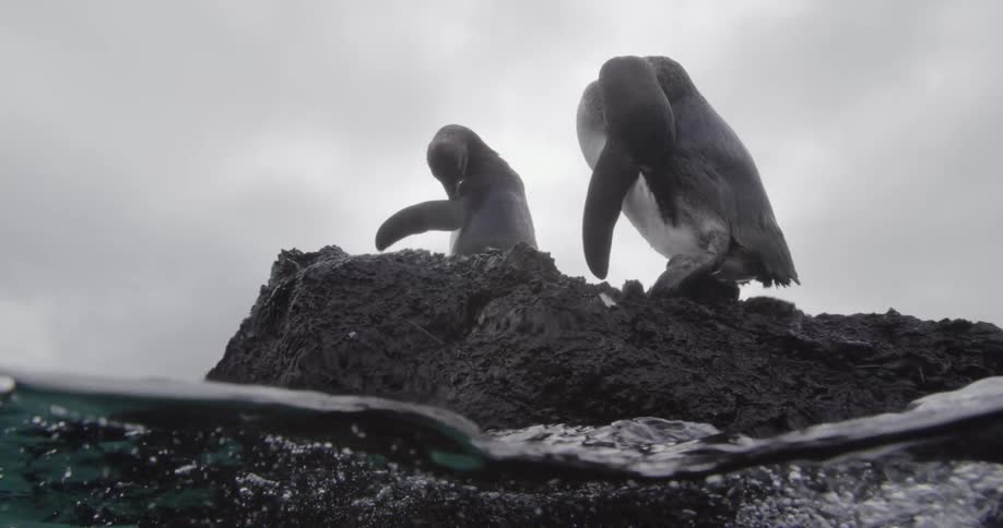 Two penguins groom themselves while standing on rock surrounded by waves under a overcast sky