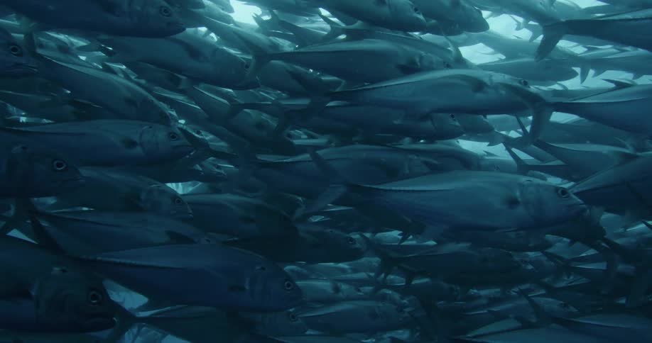 A large school of fish swimming under water