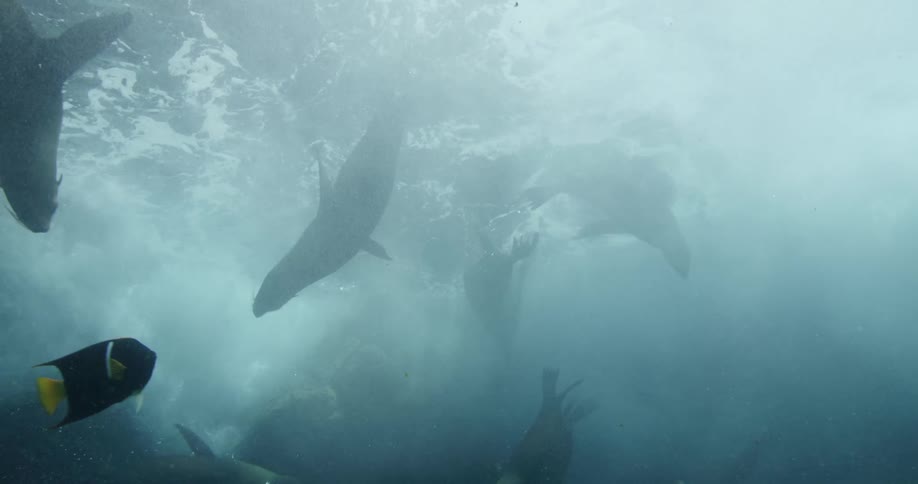Seals swimming underwater with other fish near the surface of the water creating waves