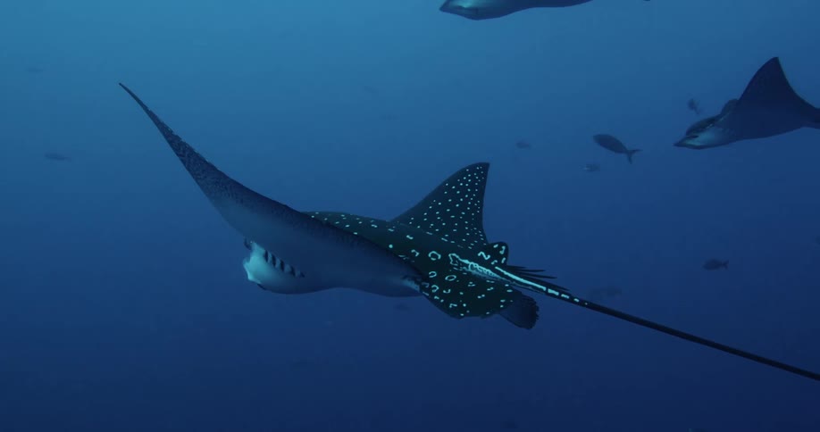 Eagle Rays swimming under water