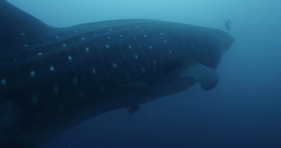 A whale shark swimming along side small fish under water