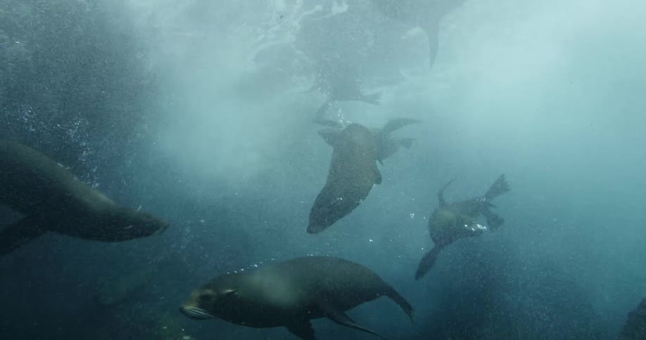 Sea lions swim through murky water near rock formations as sun rays shine from above