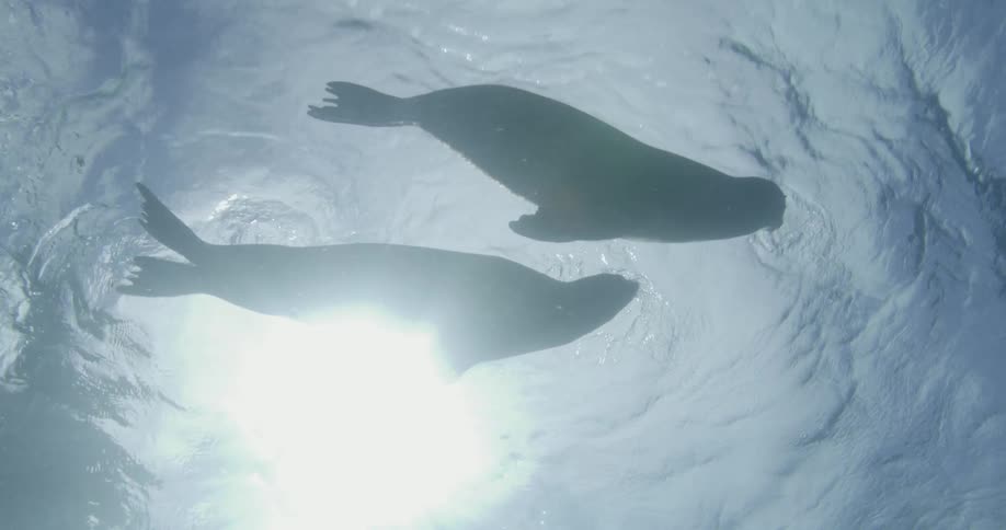 Two Sea Lions swim underwater