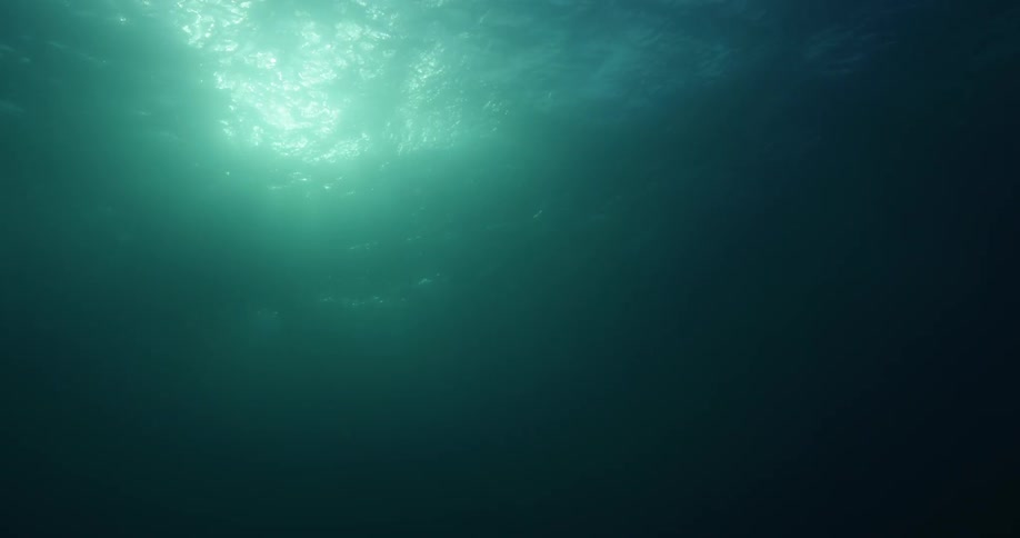 Silhouettes of fish swimming in the water as light shines brightly from above and it slowly gets dark