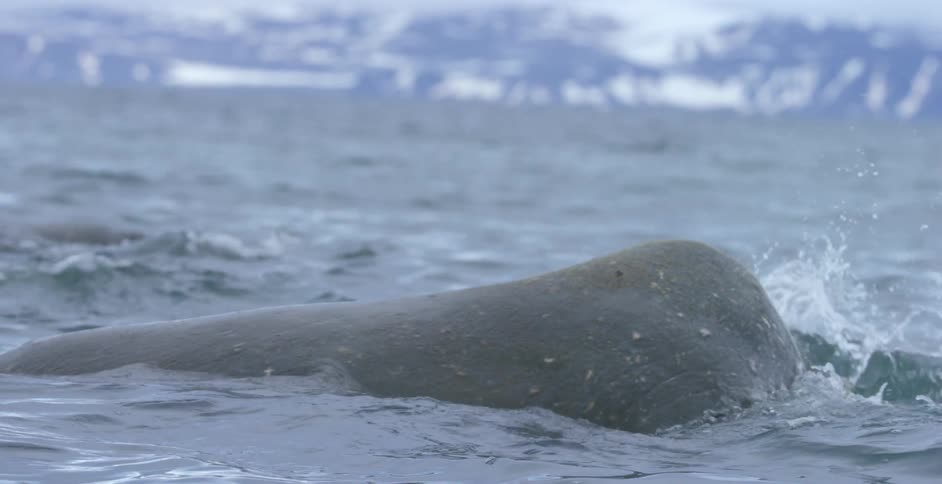 A walrus dives underwater