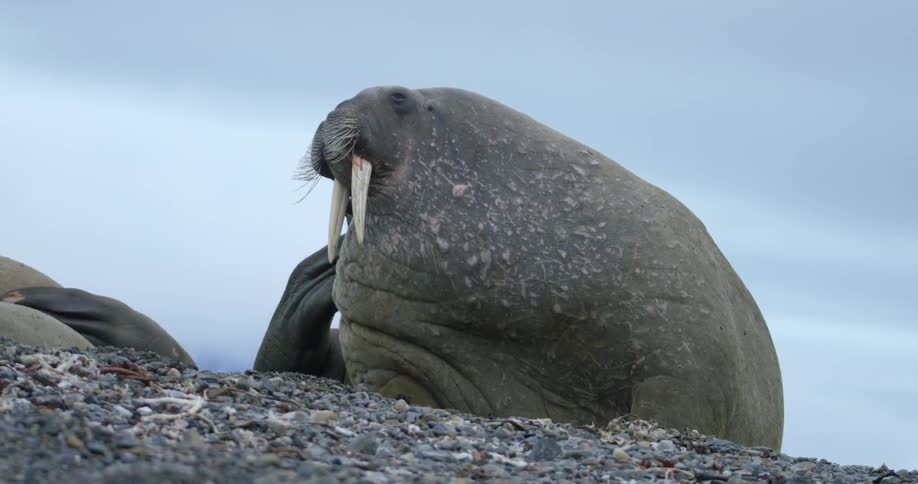 A large walrus is on the rocks