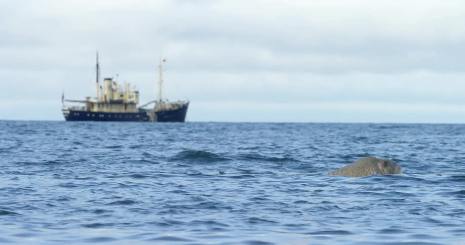 A walrus is swimming in the water with a ship in the distance