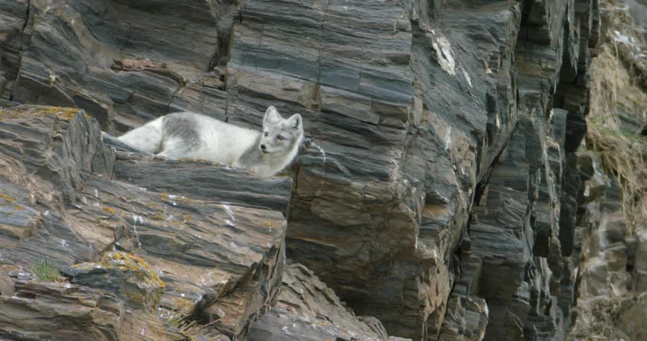 An arctic fox standing on a rock cliff looking around