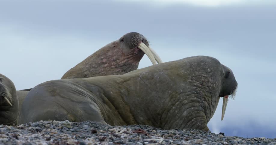 Walruses on a beach adjusting their positions